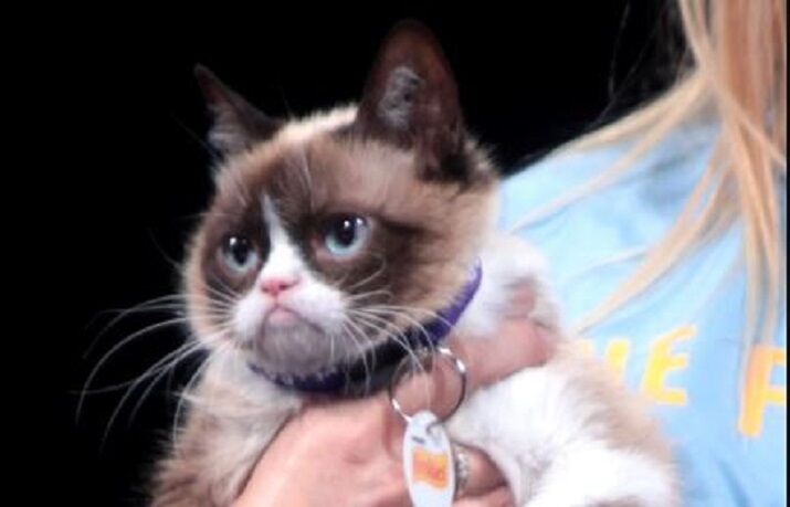 Grumpy Cat, the face of thousands of internet memes, has died