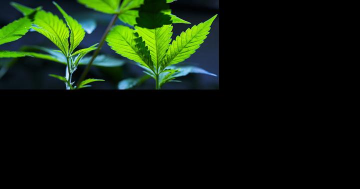 Justice Department formally moves to reclassify marijuana as a less dangerous drug in historic shift - Vimarsana News