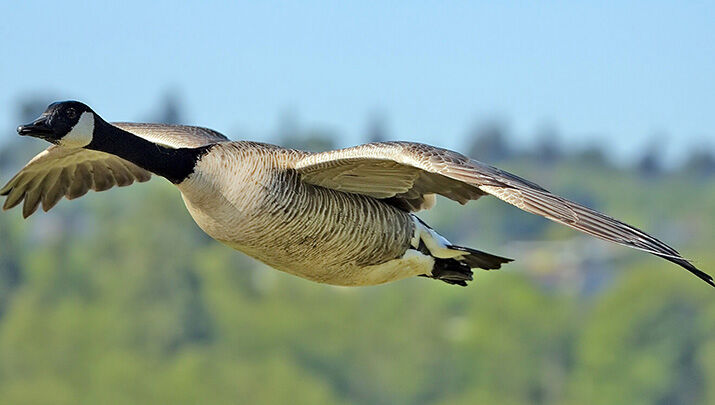 January bird hunting opportunities abound in Arizona kdminer