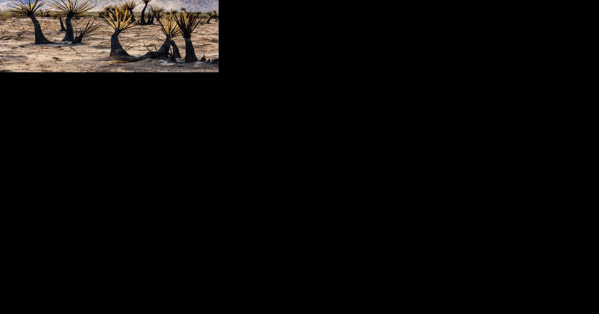 York Fire 85% contained, crews work to preserve Nevada national monument - Vimarsana News