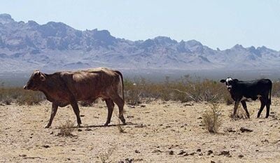 Proposed county rule could protect ranchers from cost of development