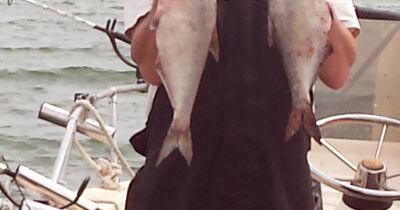 Invasive baitfish present good and bad news for Colorado River ...