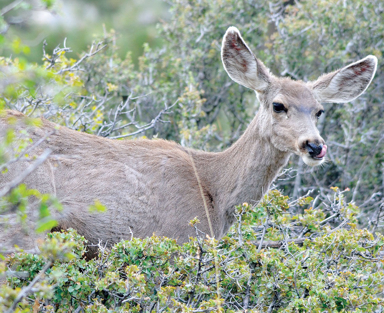 Information Sought In Deer Poaching Case Near Bagdad | | Kdminer.com