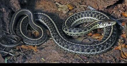 Environmentalist group sues over habitat for endangered snake found in Mohave County - Vimarsana News