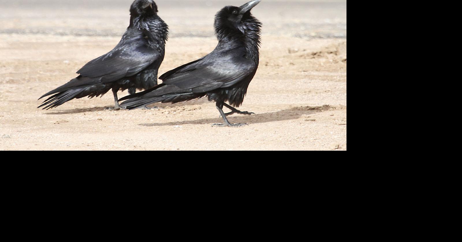 Nature Notes | The common raven | Features | kdminer.com