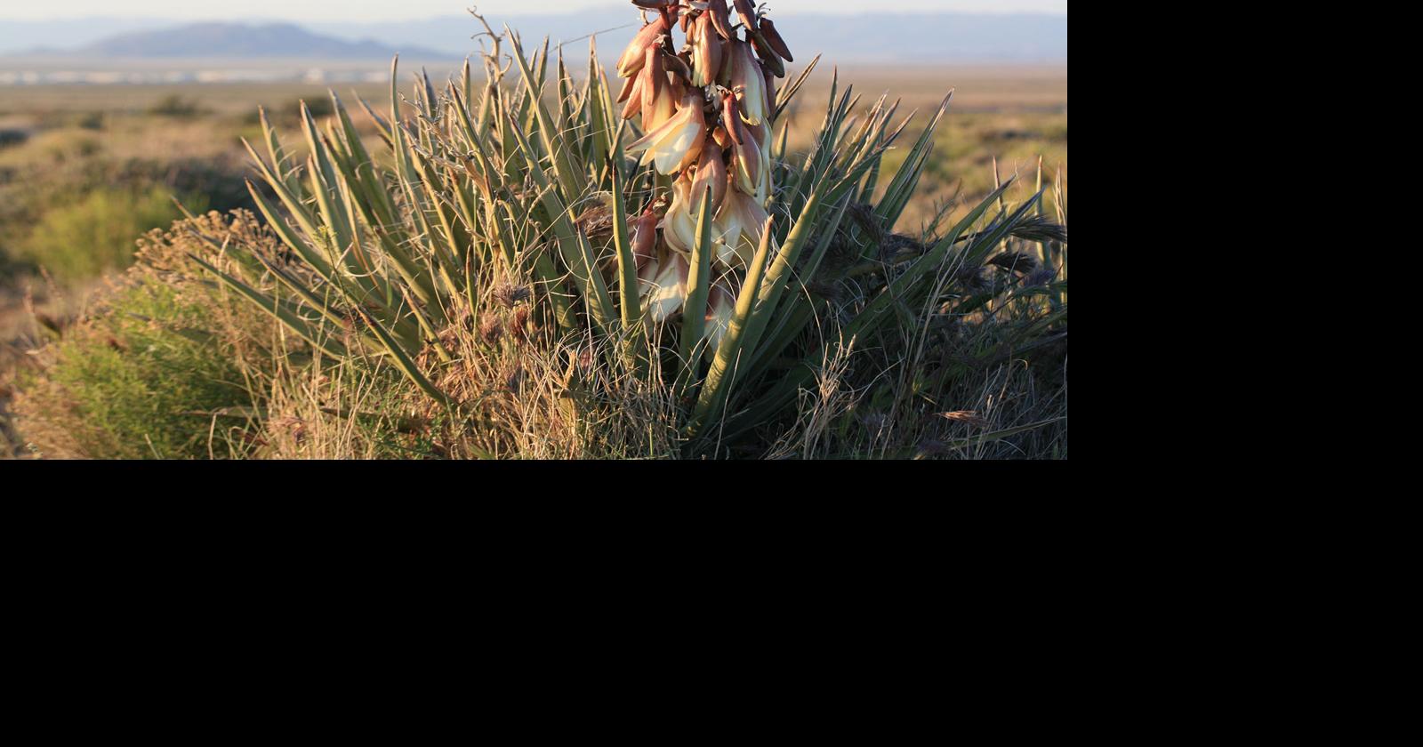 Nature notes Banana yucca: Gives food fiber and even soap Features