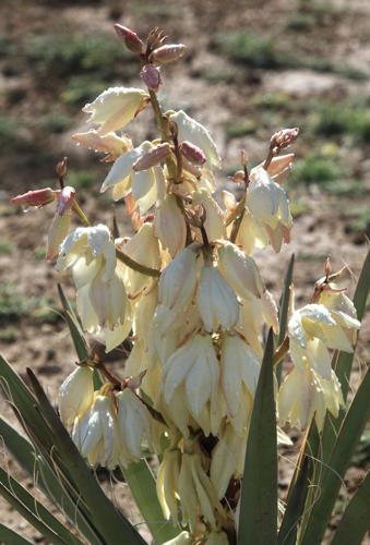 Nature notes Banana yucca: Gives food fiber and even soap Features