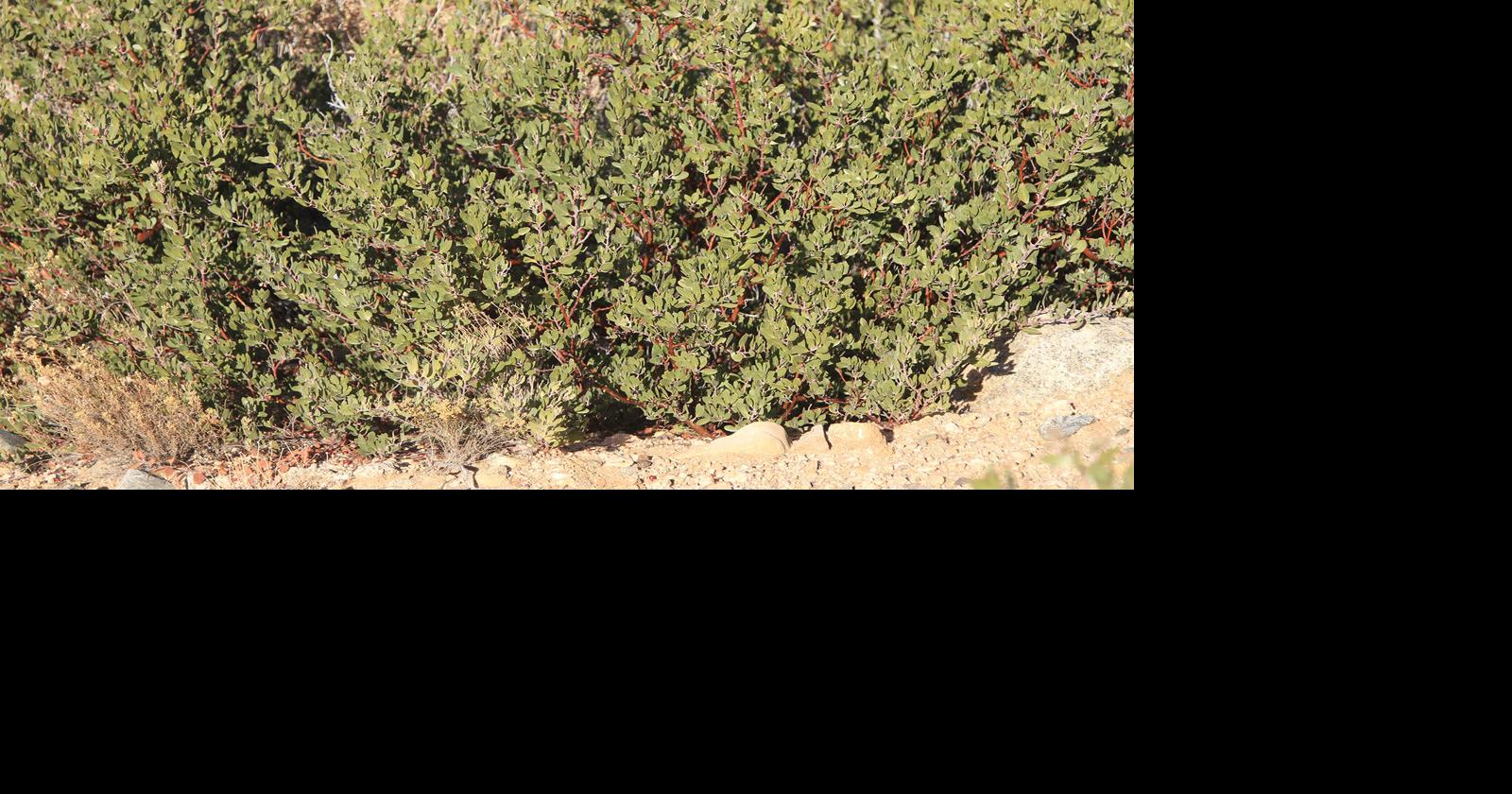 Nature notes | Manzanita bush | Lifestyles | kdminer.com