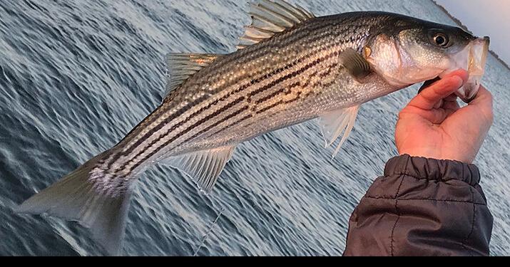 Striper tips: Take care of your bait
