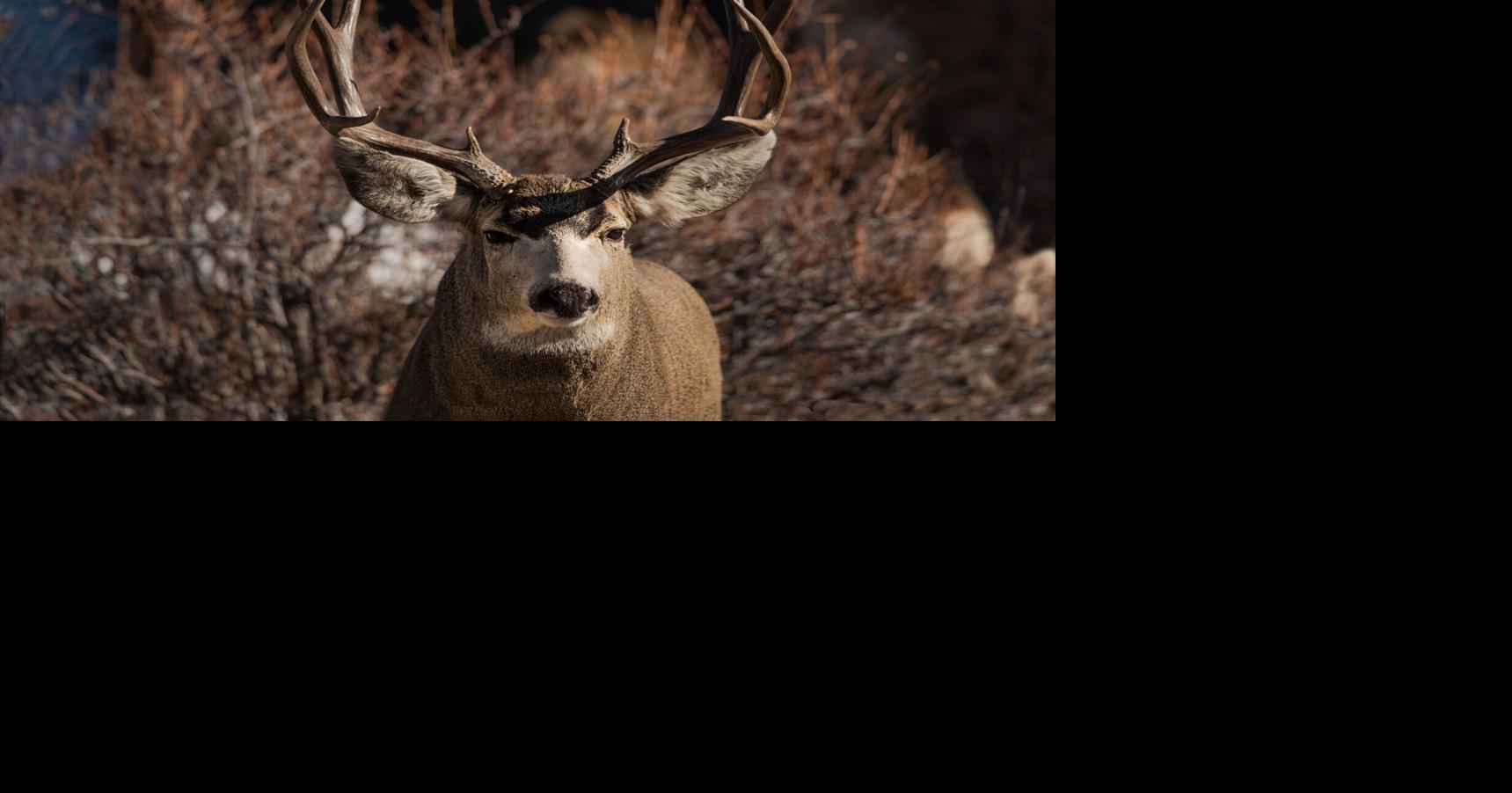 Mule deer poaching near Bagdad prompts Game and Fish 1,500 reward offer
