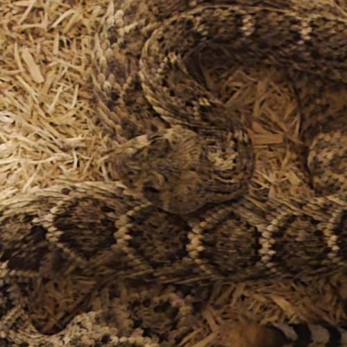 Rattlesnake training helps dogs sniff out, and avoid, danger Features