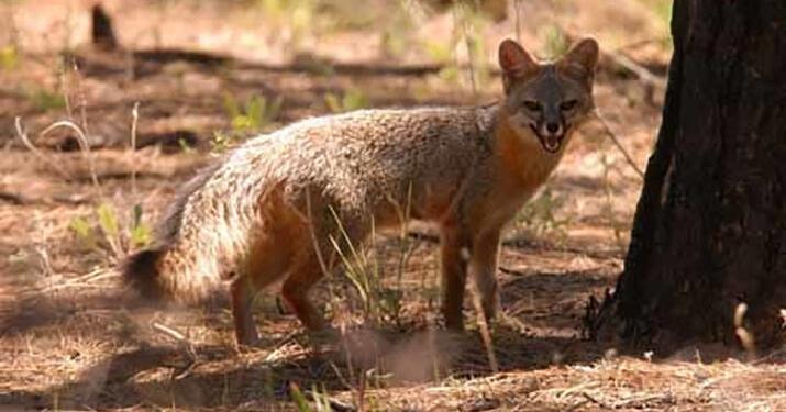 Recent reports of foxes with rabies spark alert in Mohave County | News ...