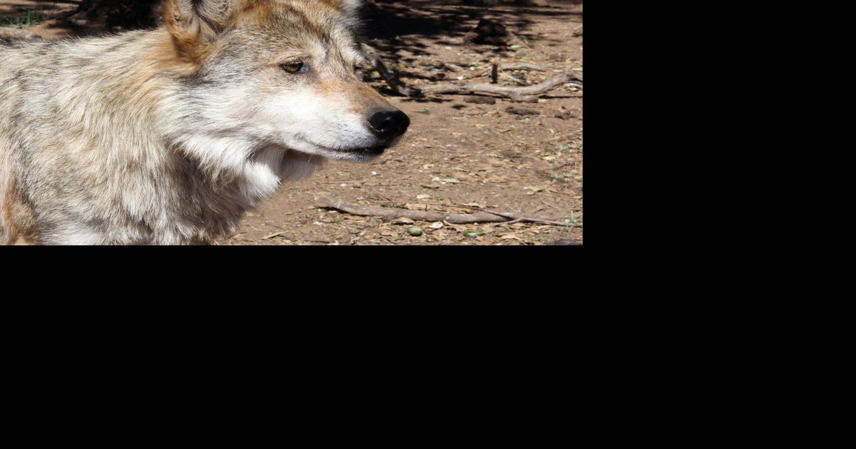State Briefs | Endangered Mexican gray wolf found dead in Arizona ...
