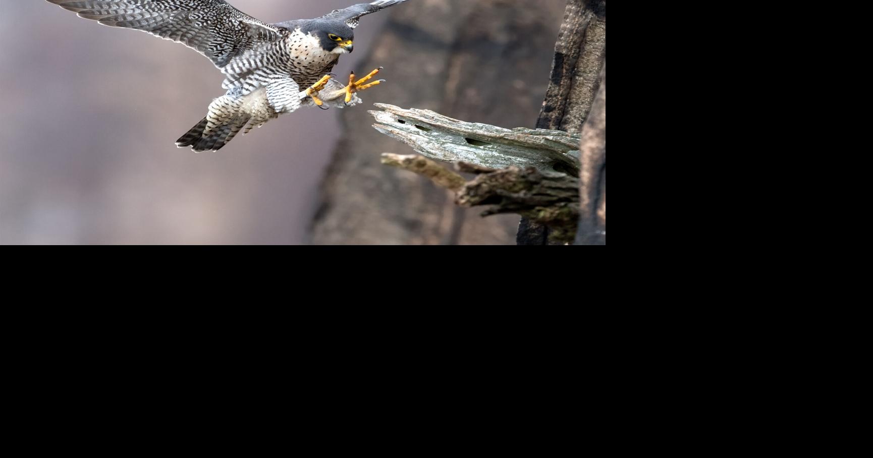 Learn about the success of peregrine falcons in Arizona | Lifestyles ...