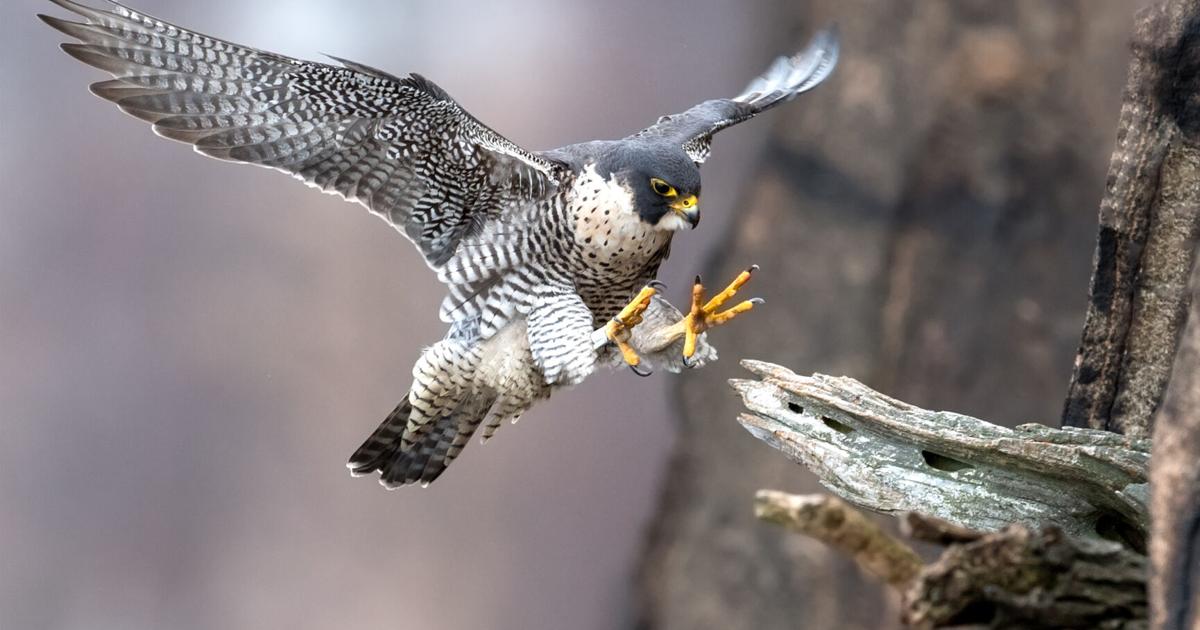 Arizona Falcon Learn about the success of peregrine falcons in Arizona | Lifestyles ...