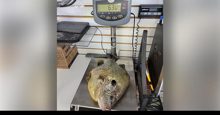 World-record redear sunfish caught in Lake Havasu