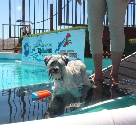 Diving Dogs Jumping K9 Ranch brings ‘dock diving’ to Kingman