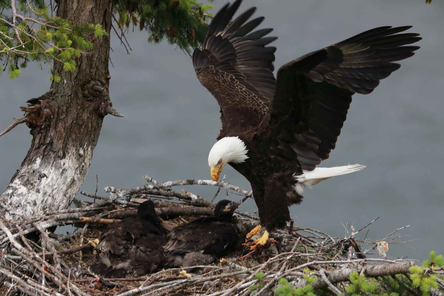 Adult Bald Eagle with two chicks in a nest in a tree on the side of a