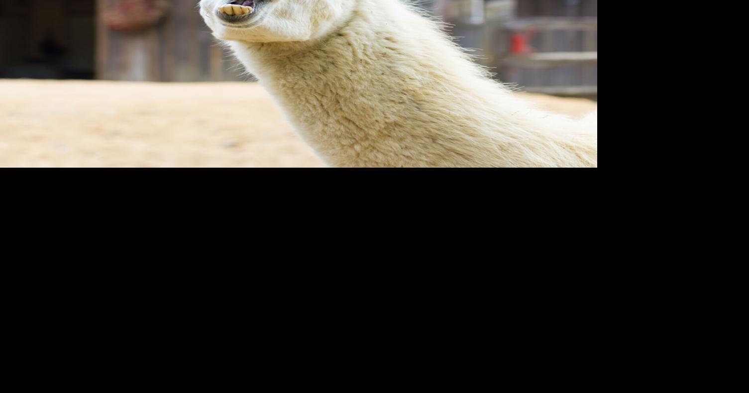 Montana woman rescues wandering llama from Yellowstone park National & World News