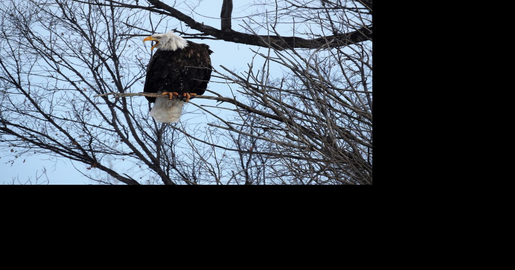 Central Nebraska Public Power and Irrigation District offers eagle