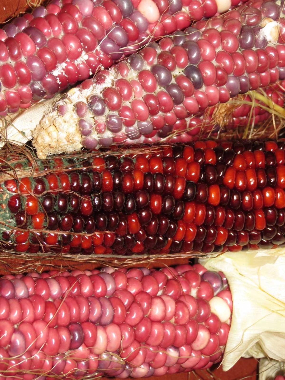 Gardeners work to revive the Pawnee Nation’s endangered supply of