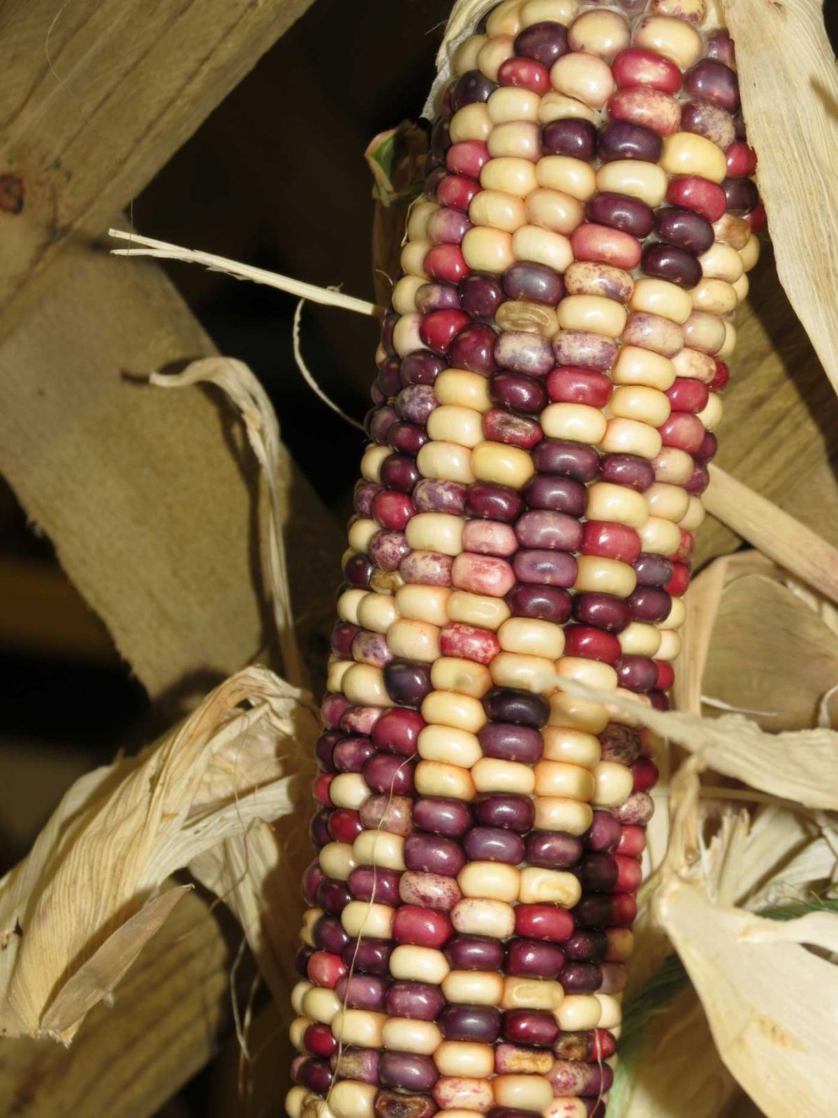 Gardeners work to revive the Pawnee Nation’s endangered supply of