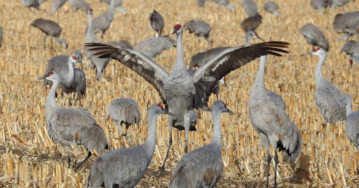 Mary Jane Skala: Nebraska's crane craze never gets old