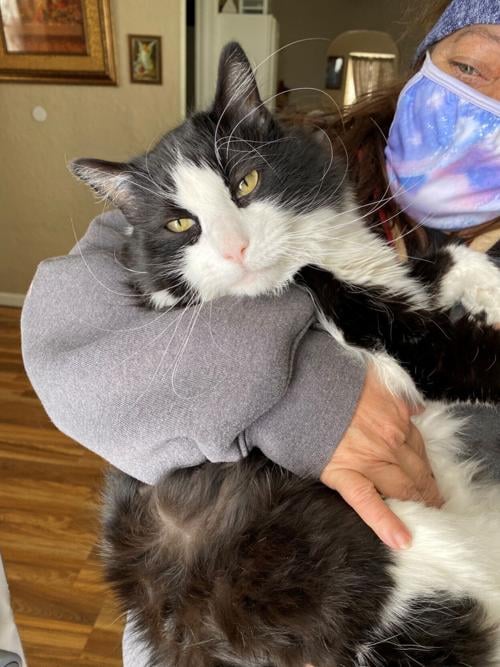 Cat missing since May 2019 reunited with owners