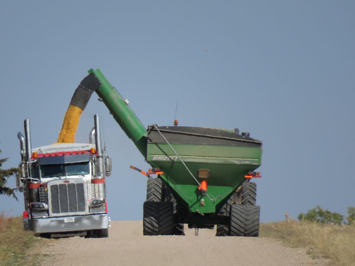 Corn harvest acres and bushels per acre up in 2023 - Talk Business &  Politics