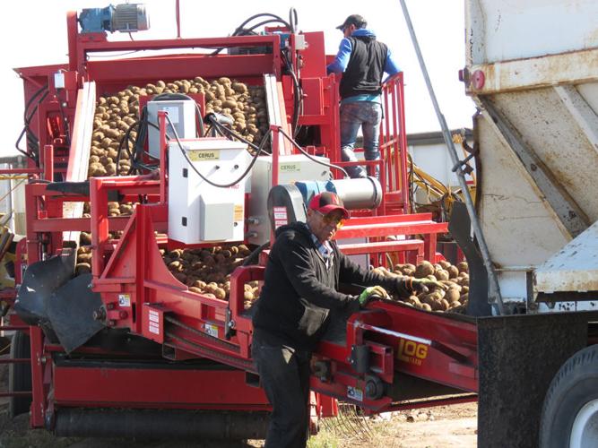 CSS Farms workers race to finish Platte Valley harvest before first freeze