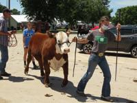 Beef, Pope family, Ravenna, British breed champion, Jaylea