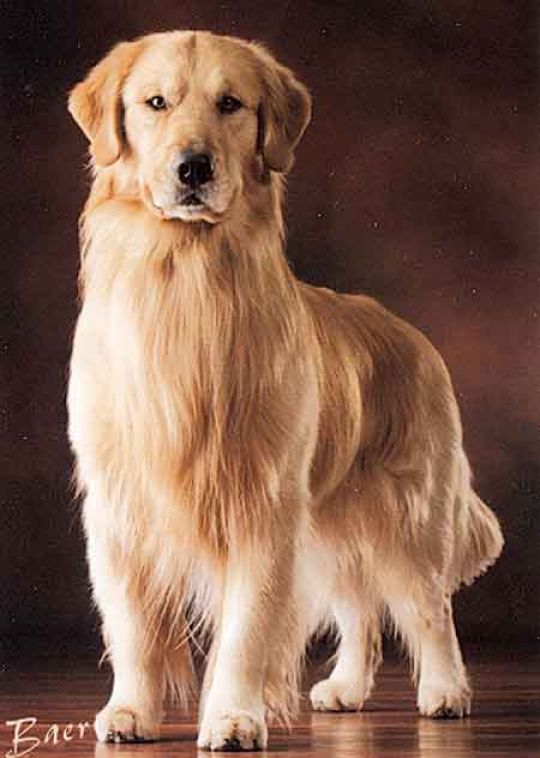 champion golden retriever