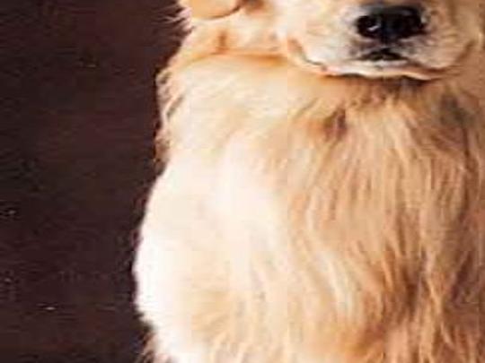 Grandson S Dogs Make Impact On Show Circuit Therapy Sessions Local News Kearneyhub Com