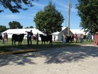 Beef, show lineup
