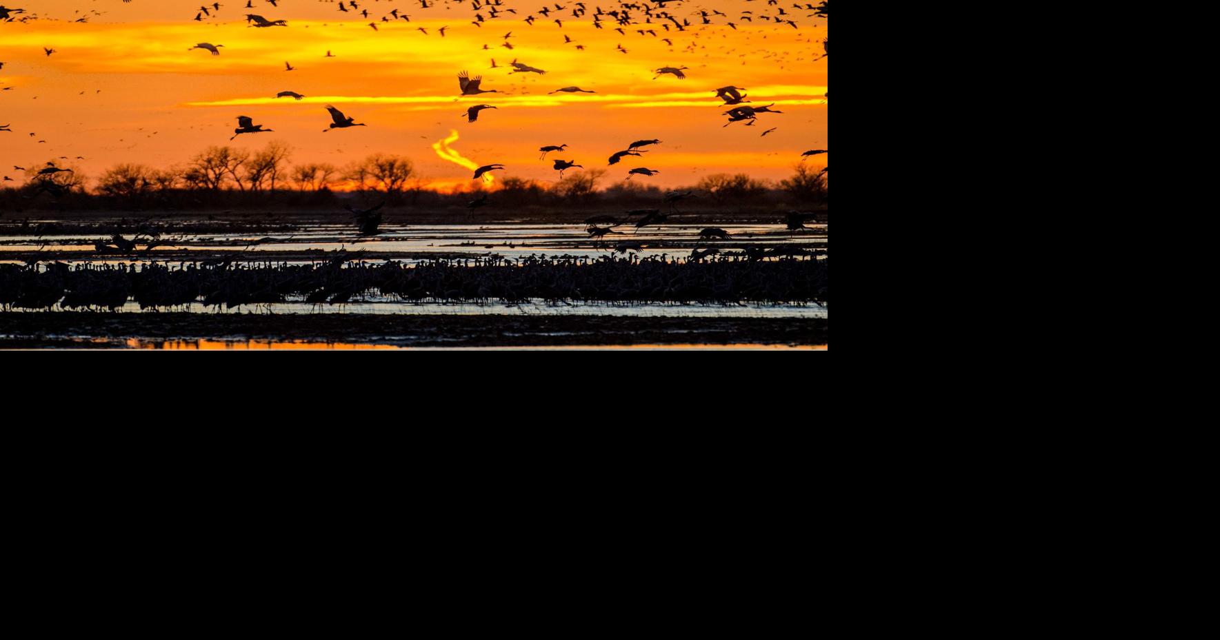 Rowe Sanctuary again offering Crane Cam so viewers can watch birds from