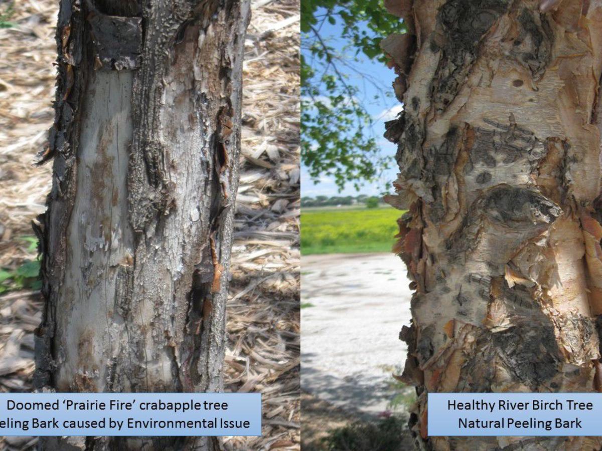 Why Is The Bark Split On A Maple Tree Youtube