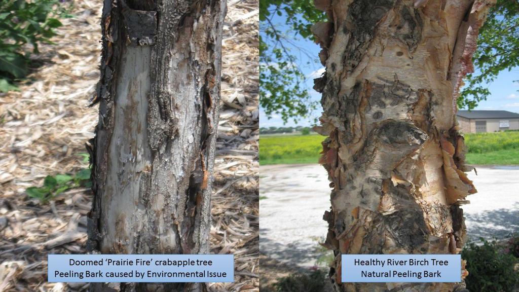 Shedding Bark Could Be Natural Or Indicate Problems Lifestyles Kearneyhub Com