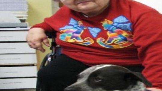 Canines And Their Human Companions Cross Country For Pet Therapy Awareness Local News Kearneyhub Com