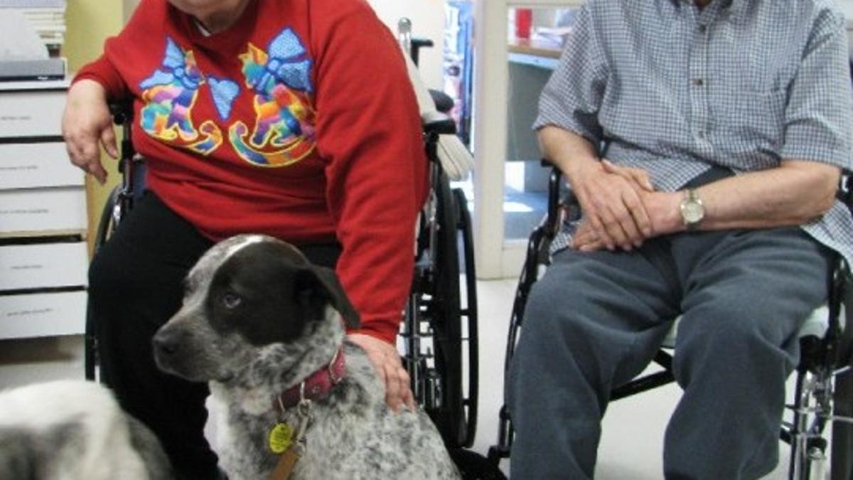 Canines And Their Human Companions Cross Country For Pet Therapy Awareness Local News Kearneyhub Com