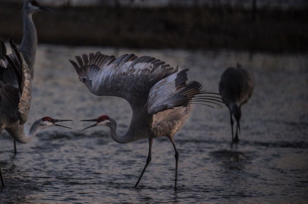 Results of sandhill crane count released - Farm and Dairy