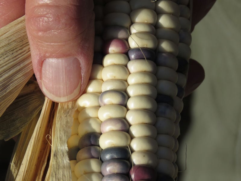 New, thoughttobeextinct variety of Pawnee corn confirmed