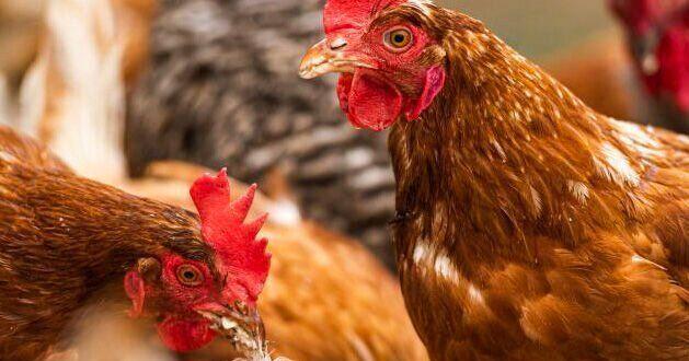 Kearney County backyard flock tests positive for bird flu