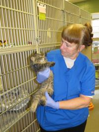 Cats, Karen Bohac and Huxley1.JPG