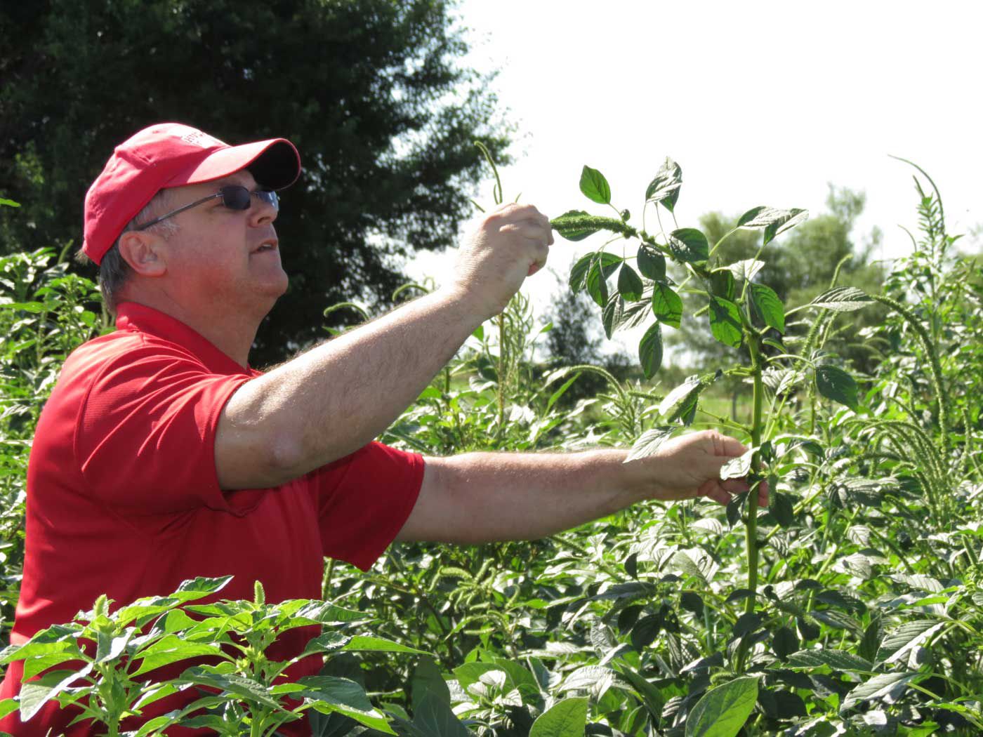 Whitney: No 'easy Button' For Farmers Fighting Palmer Amaranth