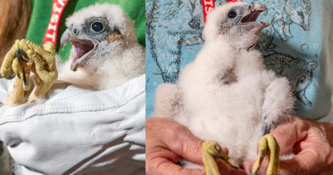 Thelma and Louise? Peach and Daisy? Vote to name OPPD's baby falcons