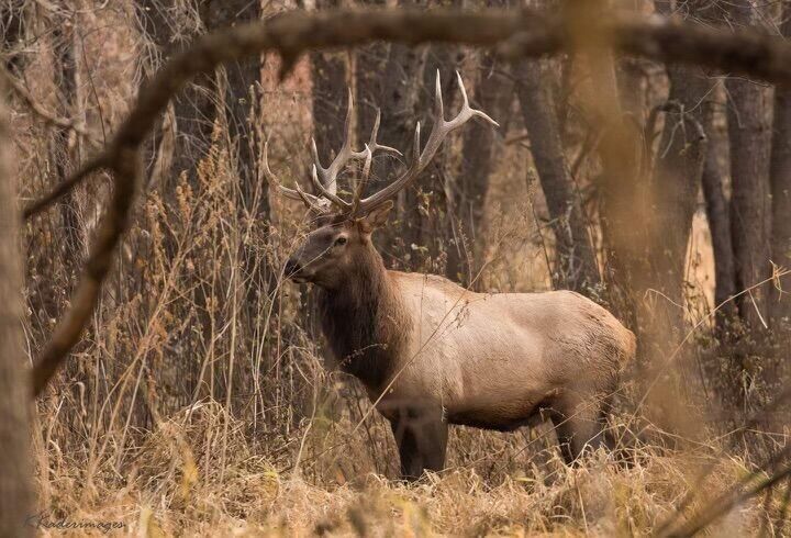 Special season is called a success after eight elk are killed in