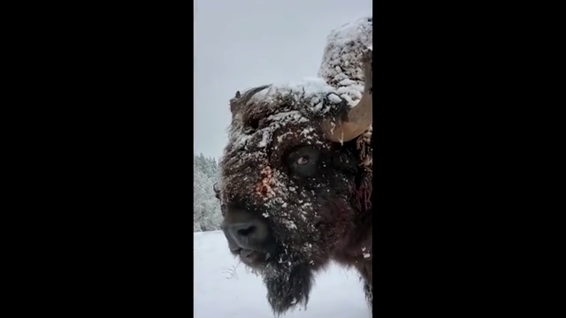 Watch Now: Bison explore winter wonderland at Washington ...