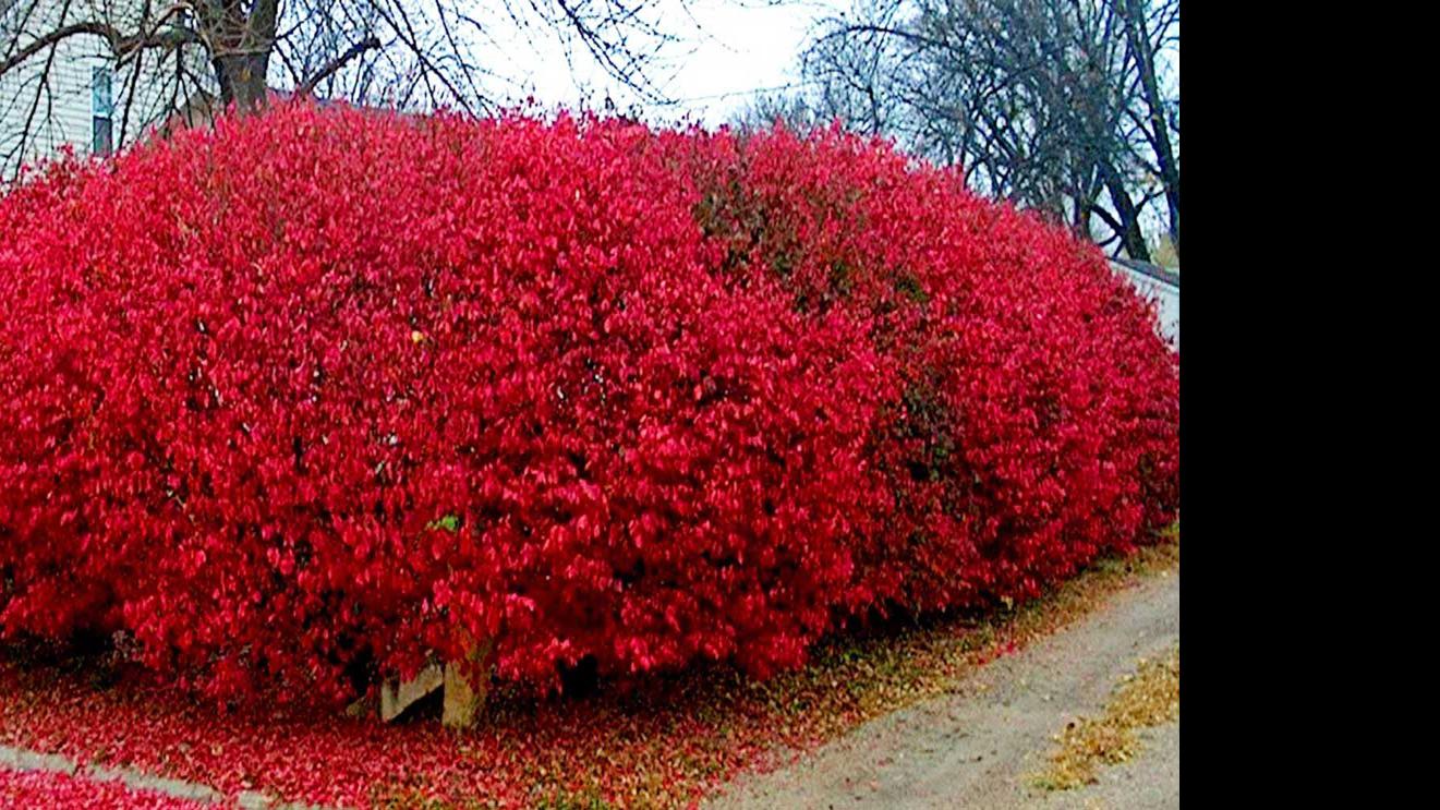 Burning Bush Versatile Easy Growing And Stunning Lifestyles Kearneyhub Com