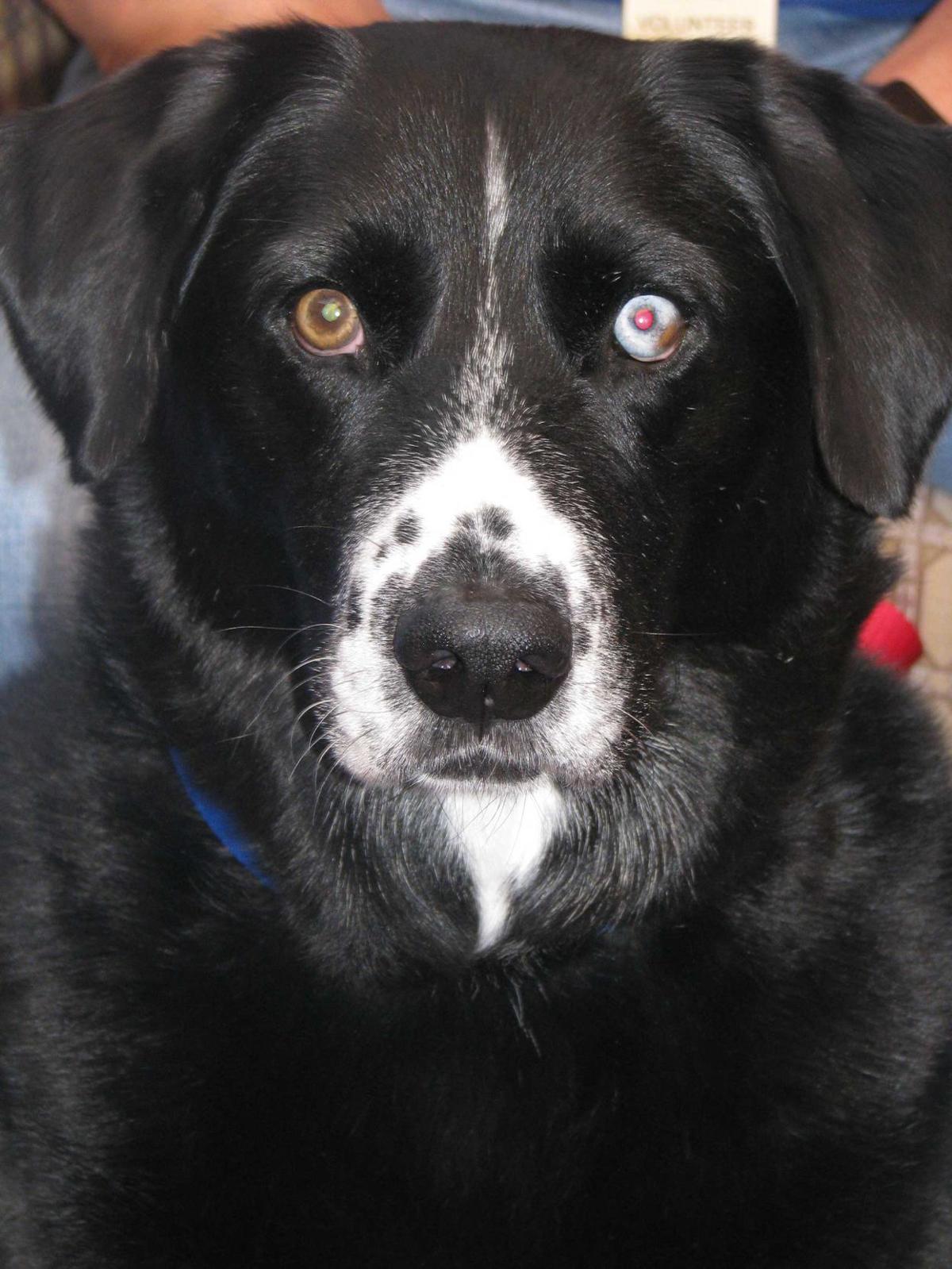 Therapy Dog With Different Colored Eyes Makes A Difference In Many People S Lives Lifestyles Kearneyhub Com