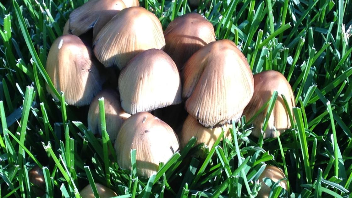 Mushrooms In The Yard To Eat Or Not To Eat Has Been A Common Question Bygl